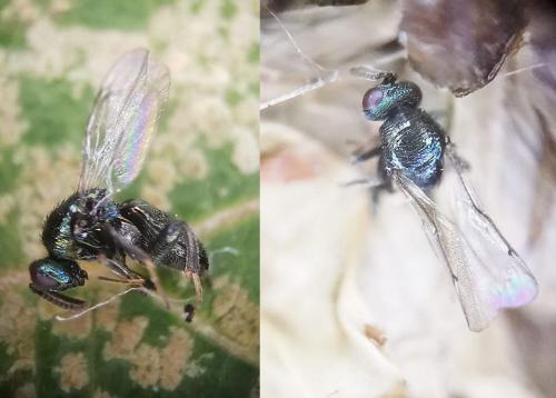 Ormyrus sp.